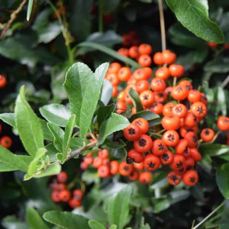 Pyracantha coccinea 'Red Cushion' ---